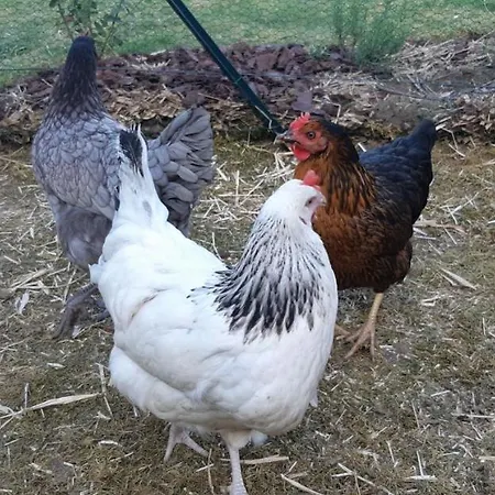 Pensión Le Petit Radieux Gémozac